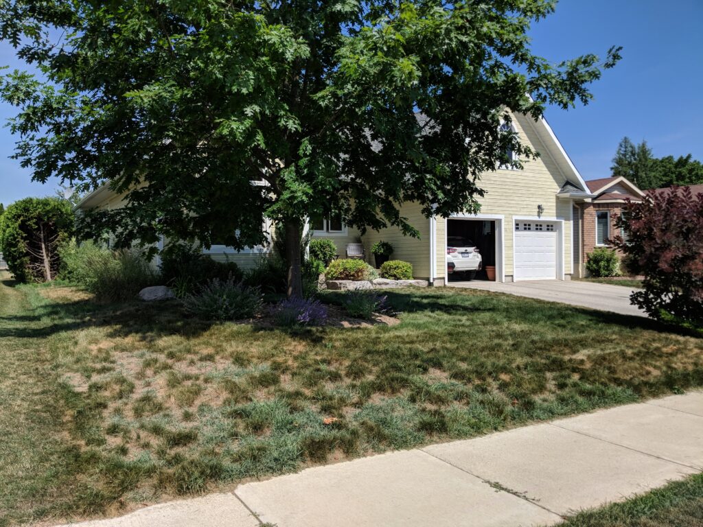 Front yard revitalization with drought-tolerant fescue and xeriscaping in Thornbury by EcoCultures